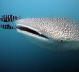 Atlanta Hero