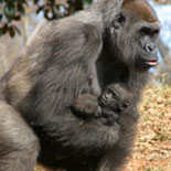 Zoo Atlanta