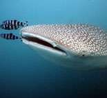 Georgia Aquarium