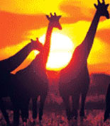 Wild Adventures Animals