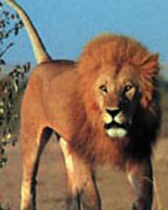 Wild Animals