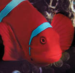New England Aquarium