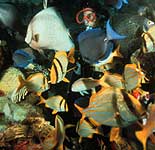 Tropical Fish Tank