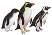 Penguins