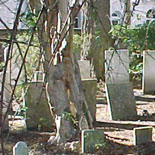 The Ghost of the Little Girl in the Tree