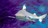 Shedd Aquarium