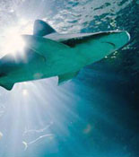 Shedd Aquarium