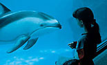 Shedd Aquarium