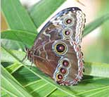 Local Resident Butterfly