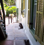 Hemingway Cat Alley