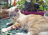 Marilyn Monroe Cat