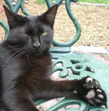 A regular day for a Hemingway Polydactylcat