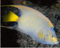 Angel Fish
