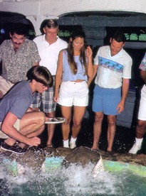 Shark Feeding