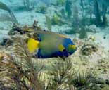 Tropical Fish