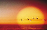 sunset_birds.jpg
