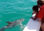 Dolphin Watching