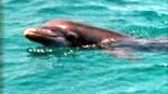 Bottle-Nosed Dolphin