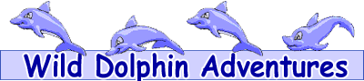 Wild Dolphin Adventures