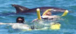 Swim with Dolphins