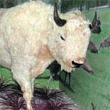 “Miracle” the White Buffalo