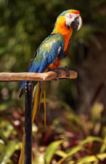 Lorikeets