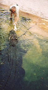 The Crocosaurus