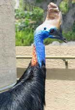 Cassowary Close Up