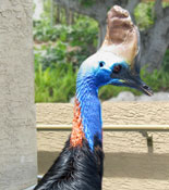 Cassowary Close Up