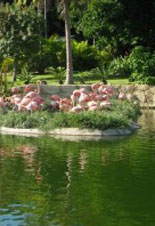 Flamingo Feeding