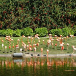 Flamingos