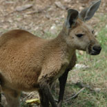 Kangaroos at Parrot Jungle!