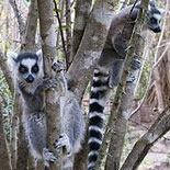 Ringtail Lemurs