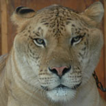 Liger Habitat - Part Lion, Part Tiger