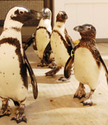 Penguin Exhibit
