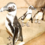 Penguin Exhibit