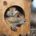 Prairie Dogs