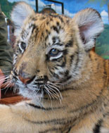 Tiger Cub