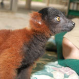 Encounter Exotic Animals