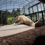 See A White Tiger