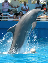 Dolphin Show