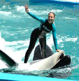 Killer Whale Show