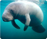 Endangered Manatee