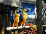 Parrots and other Exotic Animals