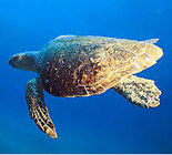 Endangered Sea Turtle