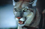 Panther Prowl Exhibit