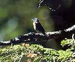 Guided Nature Walks