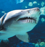 Adventure Aquarium