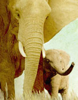 Elephant Rush