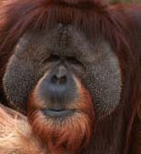 Orangutan at the San Diego Zoo